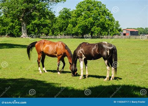Horses Grazing On The Farm Stock Image Image Of Farm 118264717