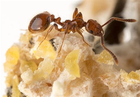 What Do Baby Ants Look Like Katynel