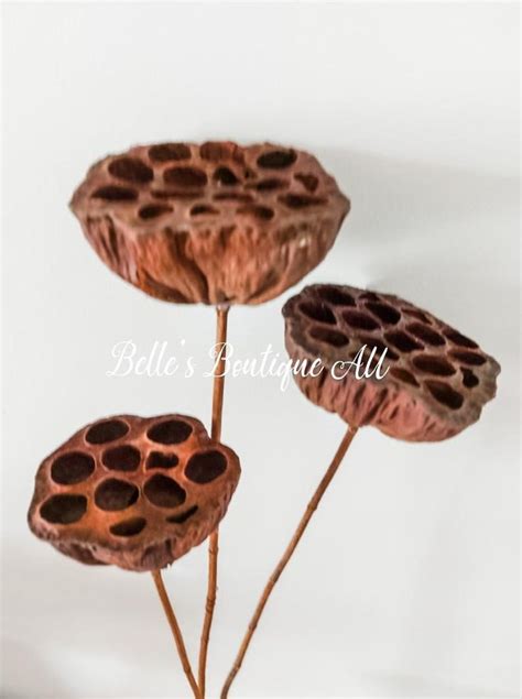 Large Natural Dried Lotus Pod Stems Dry Lotus Pod Seeds Brown Flower Preserved Florist Craft