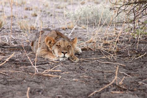 Beasts Of Botswana Lions Venturesome Overland