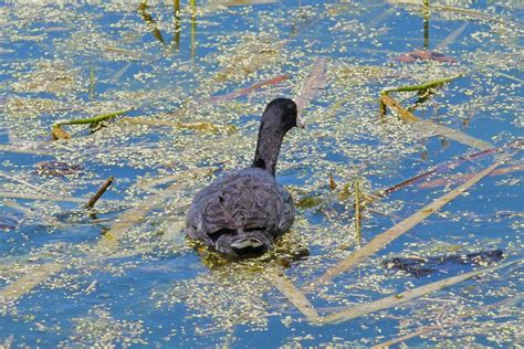 Free Images Nature Swamp Animal Wildlife Reflection Black Fauna