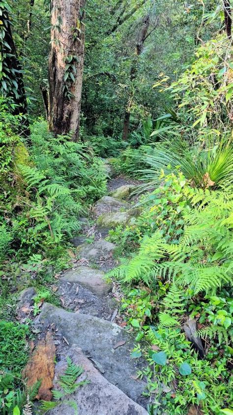 Ironbark Falls Walking Track Hiking Track Through Dense Temperate