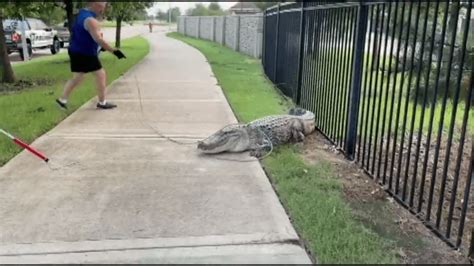 Alligator Spotted Roaming Around In Neighborhood Nbc 5 Dallas Fort Worth