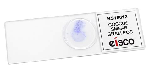 Coccus Smear Gram Positive Prepared Microscope Slide 75x25mm