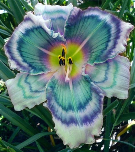 2 Magic Blue Amaryllis Bulbs True Hemerocallis Hybrida Bulbs Flowers