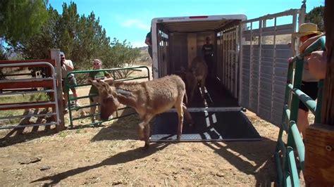 Celebrate Freedom With A Tale Of Two Donkey Families Youtube