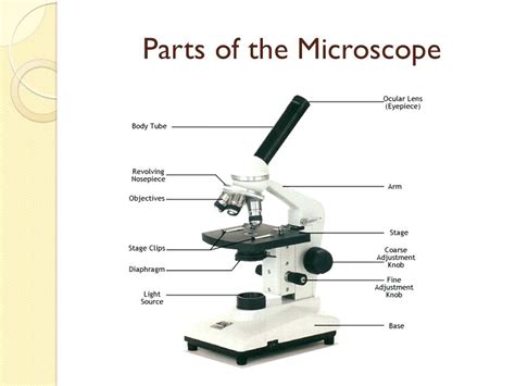Compound Microscope Parts Labeled Micropedia