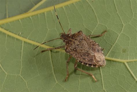 The Brown Marmorated Stink Bug Now A Pest Of Limited Distribution In