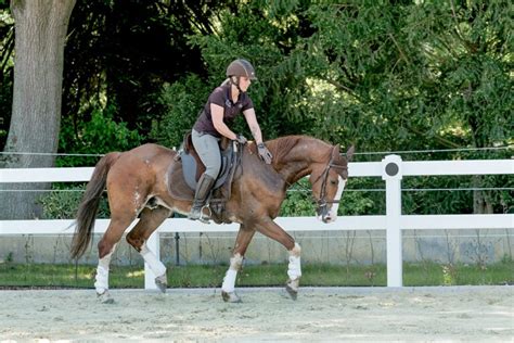 Das Pferd Als Partner Trainingsstall Und Ponyschule In Heimsen