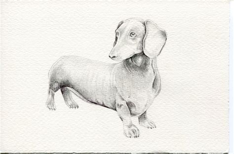 Dachshund Wiener Dog Original One Of A Kind Drawing Etsy Wiener