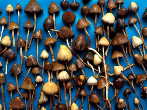 Magic Mushrooms Medical Benefits All Mushroom Info