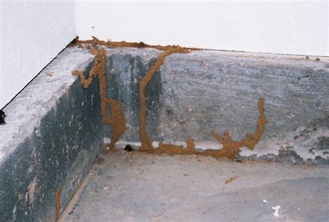 In house termite nest on wall. Termite Tips Archives | Massey Services, Inc.Massey ...