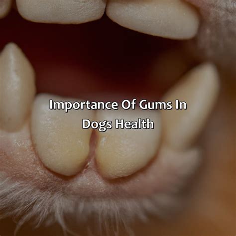 What Color Should A Dogs Gums Be