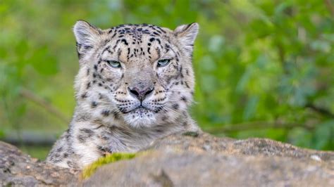 Leopardsnowmarwellzoohampshireholiday20220704sony Flickr