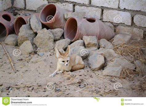 Sand Fox Stock Photo Image Of Sahara Africa Stone