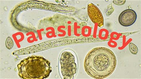 Introduction Of Parasitology Type Of Parasites And Host Youtube