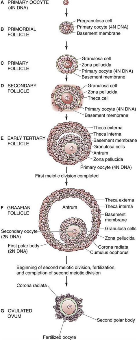 The Ovarian Cycle Folliculogenesis Ovulation And Formation Of The