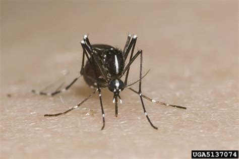 Asian Tiger Mosquito Aedes Albopictus