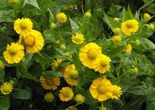 20, 2021 in scappoose, ore., surrounded by her four children in the home where she and her husband had raised them. Helenium 'Tijuana Brass' new from Joy Creek Nursery in ...