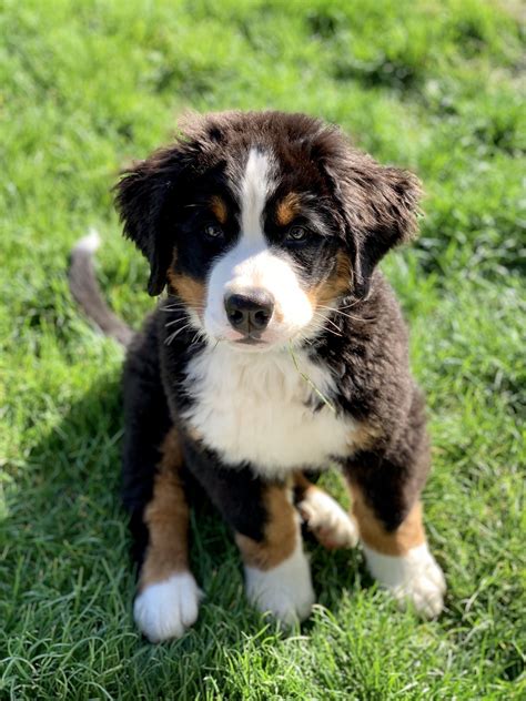 See more ideas about bernese dog, bernese mountain dog puppy, bernese mountain dog. Bernese Mountain Dog puppy | Bernese mountain dog puppy ...