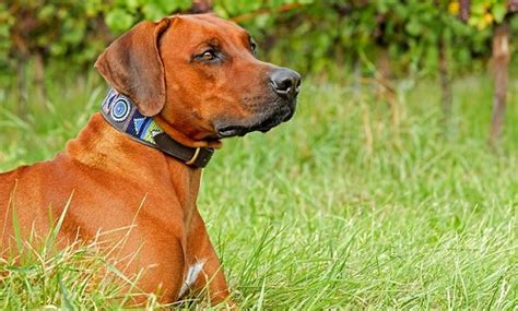 Find everything about grass allergy treatment and start saving now. My Dog Is Allergic to Grass: What Do I Do? | Canna-Pet®