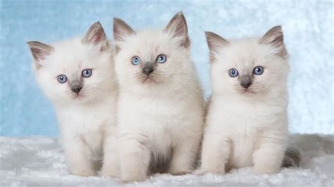 The bottom line is this. Ragdoll - Price, Personality, Lifespan