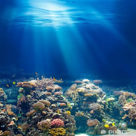 Sea Or Ocean Underwater Coral Reef Snorkeling Or Diving