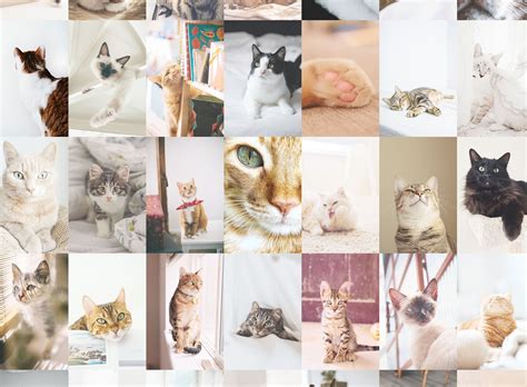 Cats Collage Wallpaper