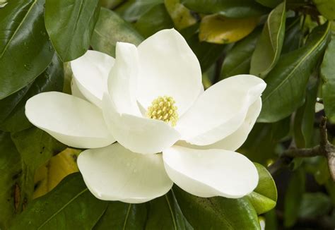 The Complete Guide To Magnolia Trees Southern Living