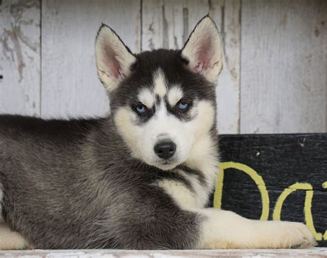 Ckc Registered Siberian Husky For Sale Millersburg Oh Female Lexi