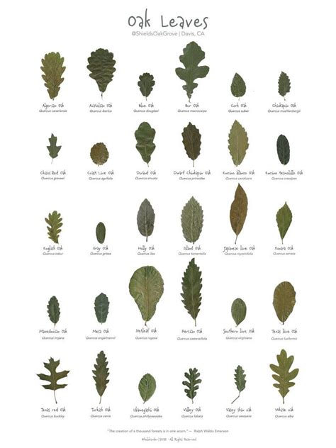 Oak Species Oak Leaf Identification Chart