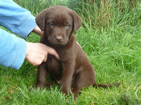 Over 1,887 chocolate labrador dog pictures to choose from, with no signup needed. Chocolate Labrador Puppies | Welshpool, Powys | Pets4Homes