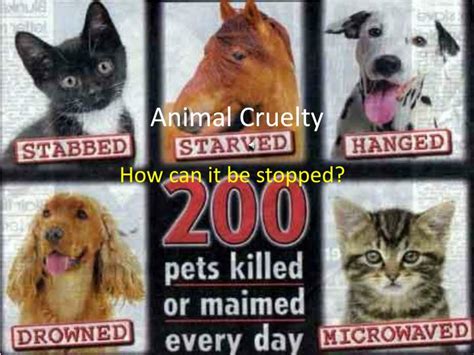 Ppt Animal Cruelty Powerpoint Presentation Free Download Id212762
