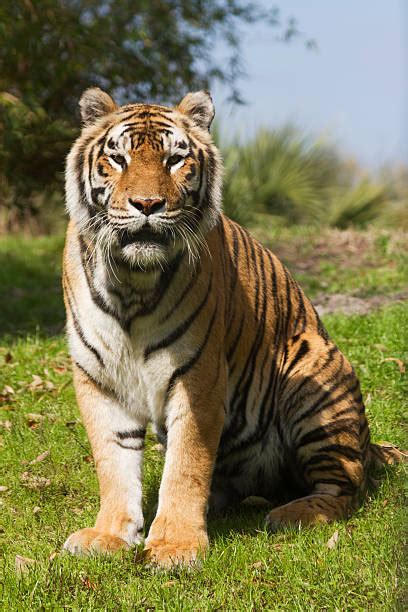 Tiger Sitting Stock Photos Pictures And Royalty Free Images Istock