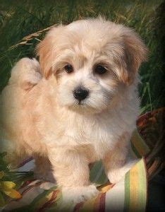 Stories like this happen all the time here at the michigan humane society, but it's only possible because of your support. maltipoo puppies for sale in michigan | Maltipoo puppy ...