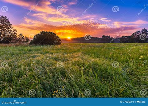 Vibrant Summer Sunrise Over Foggy Magical Meadow Stock Image Image