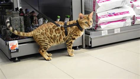 Cat In A Pet Shop Youtube