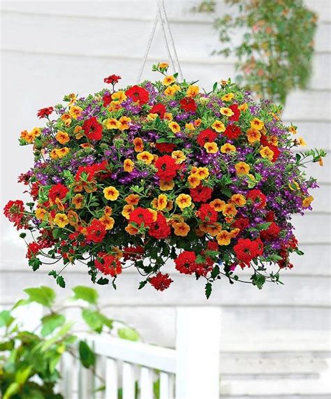 Hola y bienvenidxs a tu canal de salud y hogar!!! Las mejores plantas para cestas colgantes | jardines | Plantas colgantes, Plantas con flores y ...