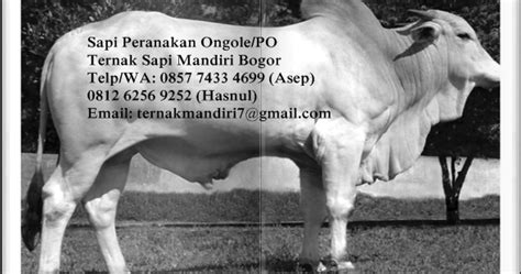 Pusat Bisnis Sapi Bogor | Jual Beli Sapi | Ternak Sapi | Jagal Sapi