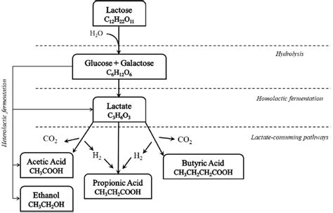 Most Common Lactose Fermentation Pathways From Cw Indigenous