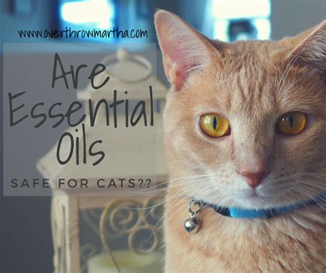 For cats and small dogs: Are Essential Oils with Cats Safe? - Overthrow Martha