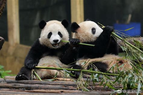 Pin By Patnida Panda On Chongqing Zoo Giant Pandas Panda Bear Panda