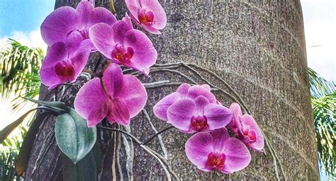 How To Grow Orchids Repotting Orchids Orchid Plants All Plants