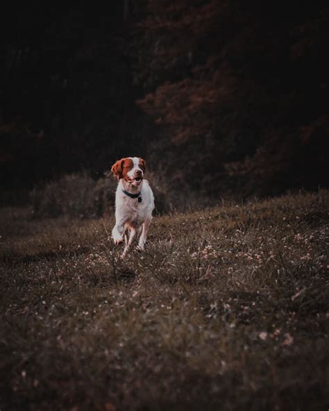 White Dog Running On Grass Field · Free Stock Photo