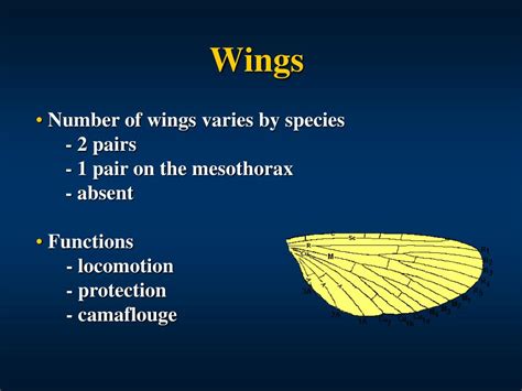 Ppt Insect Structure Powerpoint Presentation Free Download Id2959121