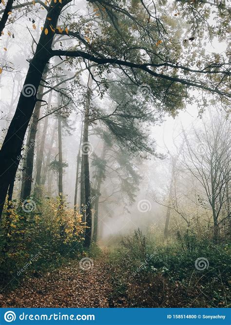 Autumn Path In Foggy Woods With Fall Leaves In Cold Morning Mist In