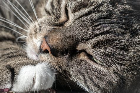 Free Images Pet Relax Kitten Cozy Predator Fauna Yawn Close Up
