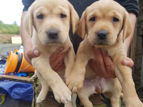 To learn more about each adoptable dog, click on the i icon for some fast facts, or click on english pointer. Labrador puppies for sale | in Ayr, South Ayrshire | Gumtree