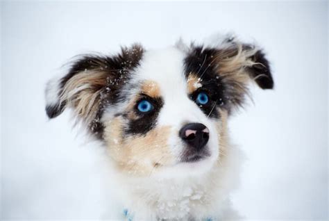 37 Australian Shepherd Border Collie Puppy Picture Bleumoonproductions