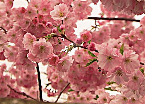 Pink Cherry Blossom By Pandannabelle On Deviantart